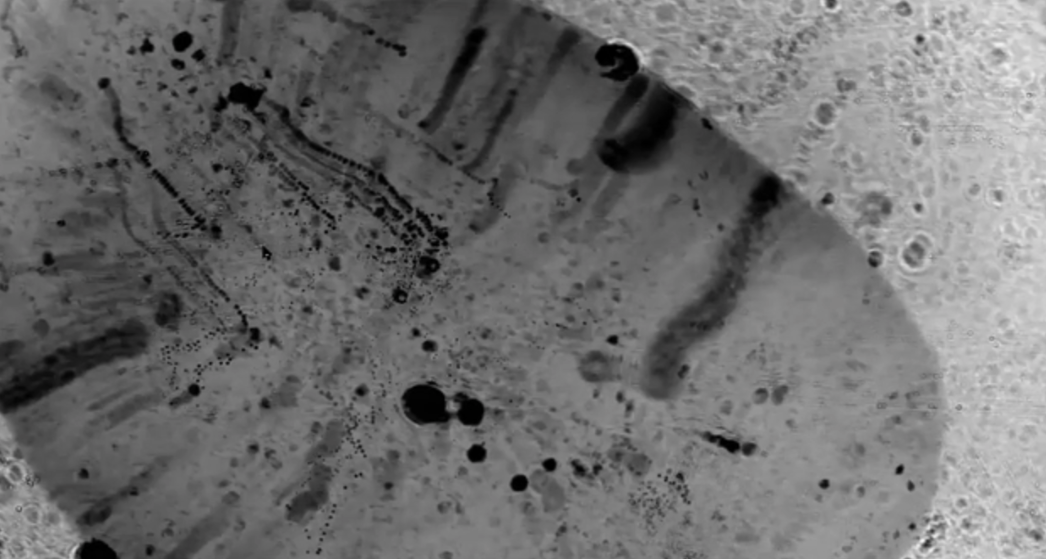 NYIT undergraduate research project image 3